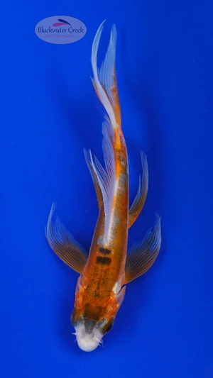 Koi 993 3-4 inches [PW-T29-993]