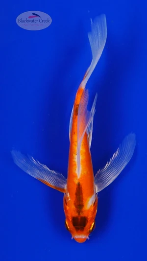 Koi 1013 3-4 inches [PW-T30-1013]
