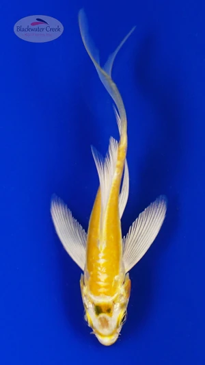 Koi 1016 3-4 inches [PW-T30-1016]