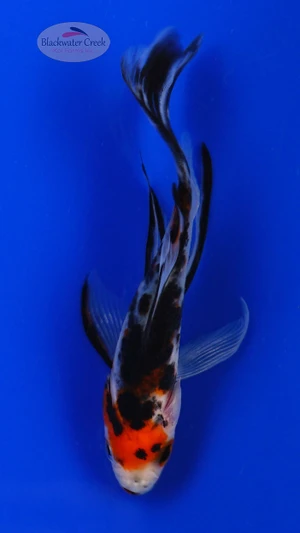Goldfish 1024 3-4 inches [PW-T30-1024]