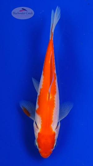 Goldfish 1027 3-4 inches [PW-T30-1027]