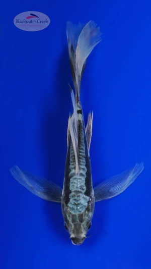 Kumonryu Butterfly 5-6 inches [I26-T104-44]