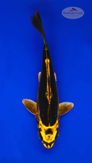 Yellow Knight Kiko 4-5 inches [I26-T105-46]