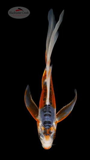 Shusui Butterfly 5-6 inches [I26-T105-54]