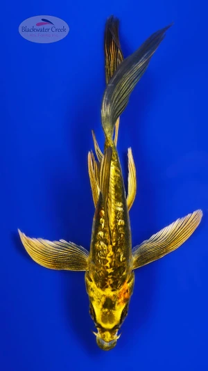 Golden Kiko Butterfly 5-6 inches [I26-T107-60]