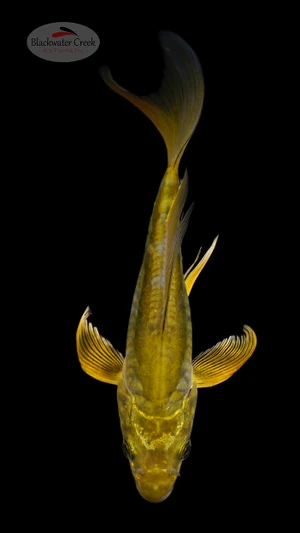 Gold Dust Doitsu Chagoi Butterfly 5-6 inches [I26-T111-71]