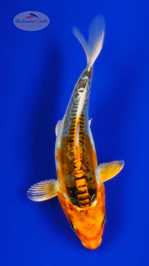 Heisei Nishiki 4-5 inches [I26-T114-82]