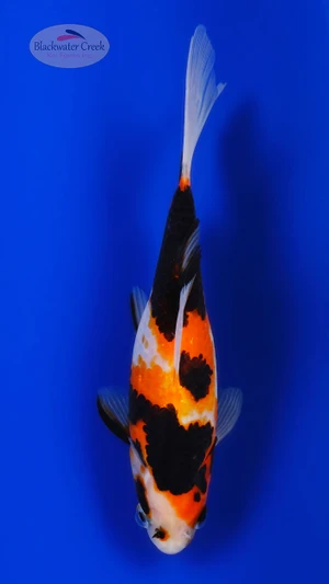 Sanke Gold Female 6.5 inches [AA26-T66-2]