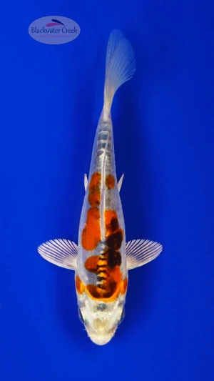 Heisei Nishiki 4-5 inches [I26-T115-96]