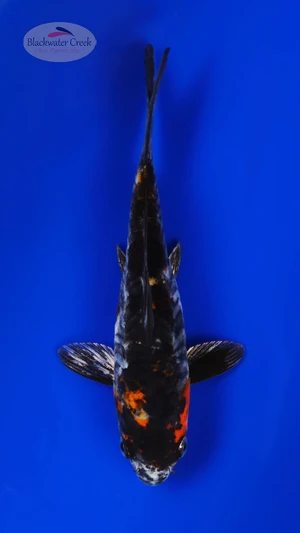 Dark Doitsu Showa 5-6 inches [I26-T118-120]