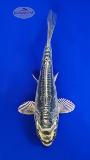 Kikokuryu 4-5 inches [I26-T121-127]