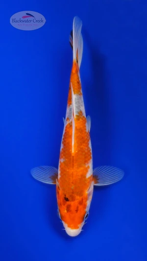 Kawarigoi 5-6 inches [I26-T125-185]