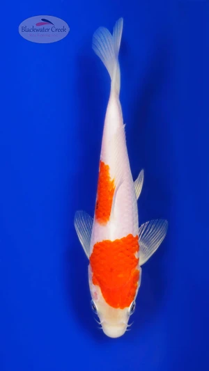 Kohaku 5-6 inches [I26-T131-196]