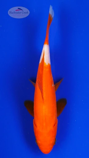 Goldfish 1031 3-4 inches [PW-T9-1031]