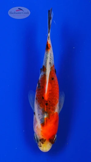 Goldfish 1044 3-4 inches [PW-T9-1044]