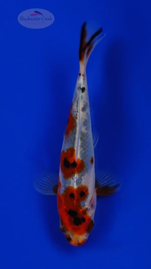Goldfish 1046 3-4 inches [PW-T23-1046]