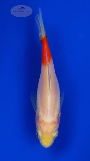 Goldfish 1047 3-4 inches [PW-T23-1047]