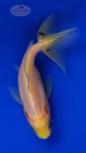 Goldfish 1048 3-4 inches [PW-T23-1048]