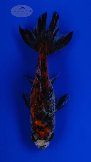 Goldfish 1049 3-4 inches [PW-T23-1049]