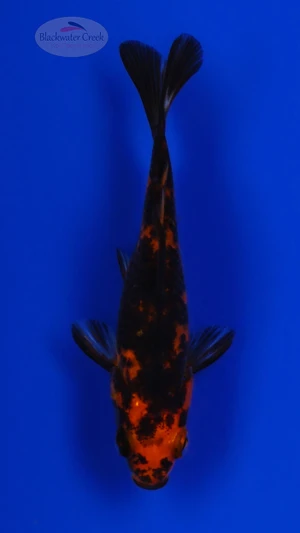 Goldfish 1051 3-4 inches [PW-T23-1051]