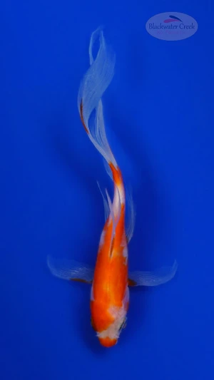 Goldfish 1057 3-4 inches [PW-T23-1057]