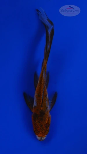 Goldfish 1059 3-4 inches [PW-T23-1059]