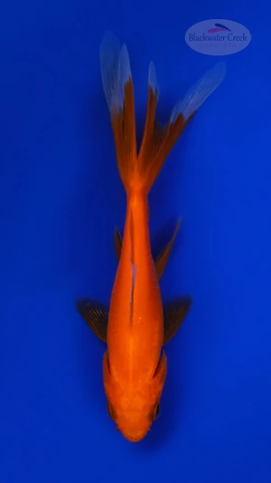 Goldfish 1064 3-4 inches [PW-T23-1064]