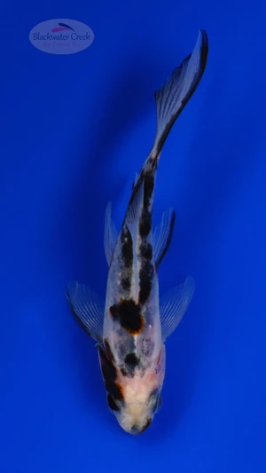 Goldfish 1065 3-4 inches [PW-T23-1065]