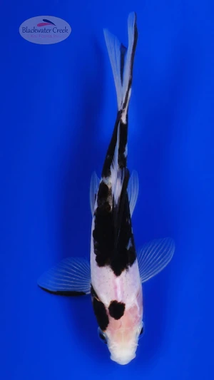Black Opal 5 inches [BB26-T69-8]