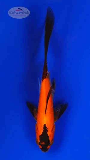 Orange & Black Goldfish 4.5 inches [BB26-T69-9]