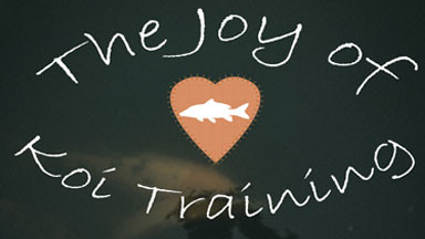The Joy of Koi Training ;) The Joy of Koi Training ;)