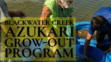 BLACKWATER CREEK AZUKARI GROW-OUT PROGRAM