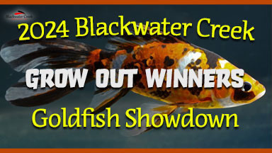 2024 Blackwater Creek Goldfish Showdown Winners