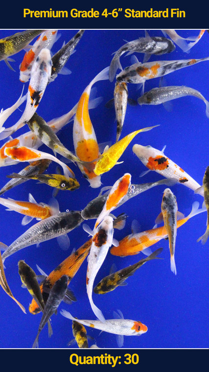 Premium 4-6" Koi Standard Fin 30 qty