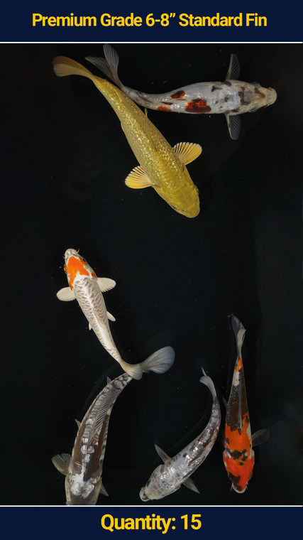 Premium 6-8" Koi Standard Fin 15 qty