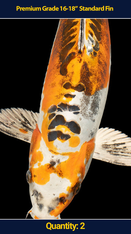 Premium 16-18" Koi Standard Fin