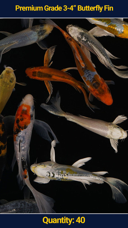 Premium Butterfly Koi 3-4" 40 qty