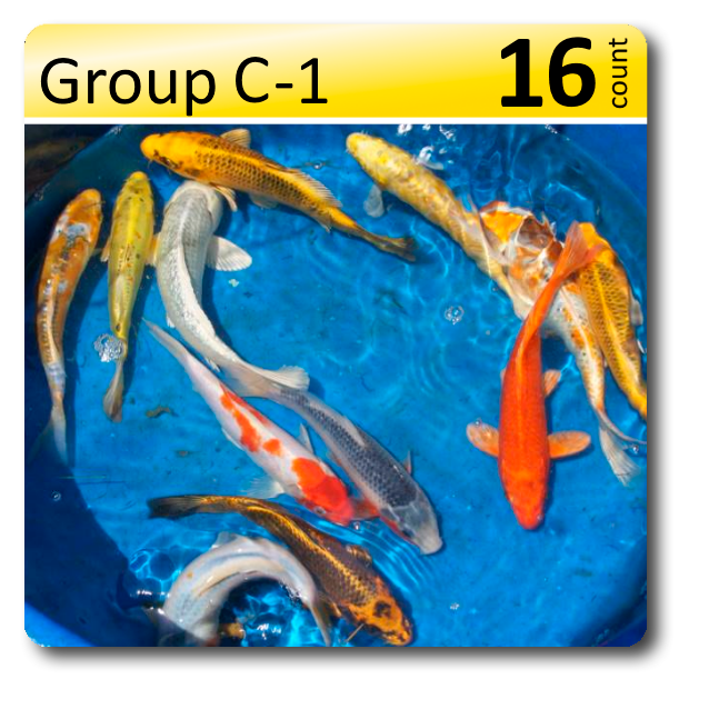 GROUP C-1 Decorative Koi 6-8" Std fin, 16/box