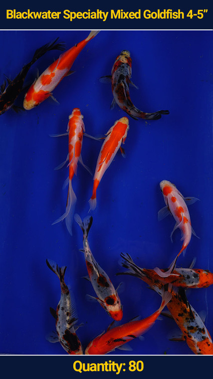 Mixed Goldfish 4-5" 80 qty