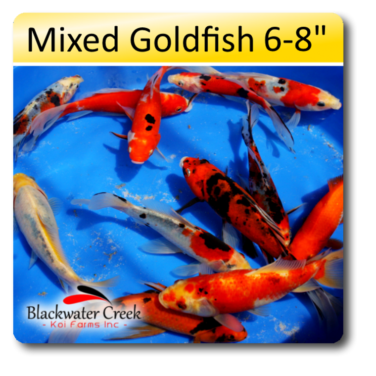 Mixed Goldfish 6-8"