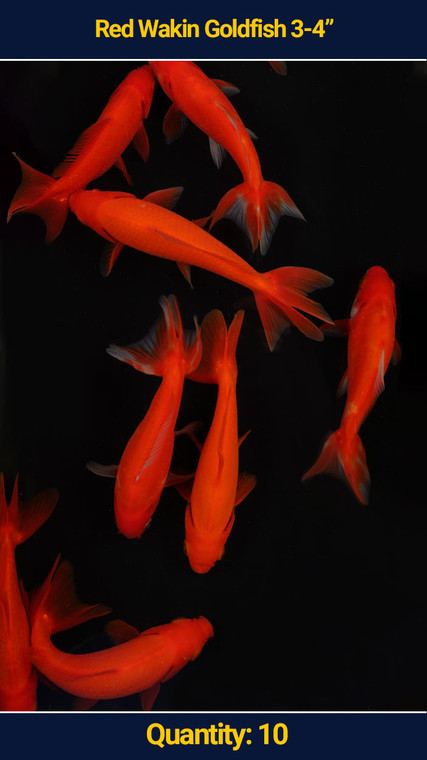 Red Wakin 3-4" 10 qty