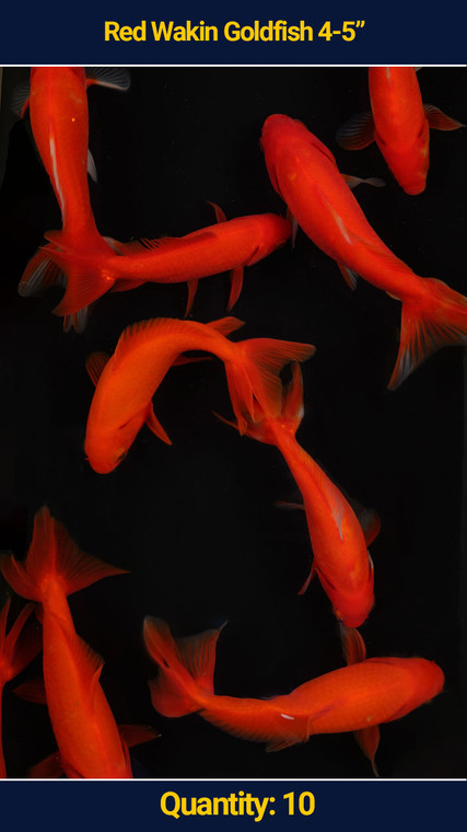 Red Wakin 4-5" 10 qty