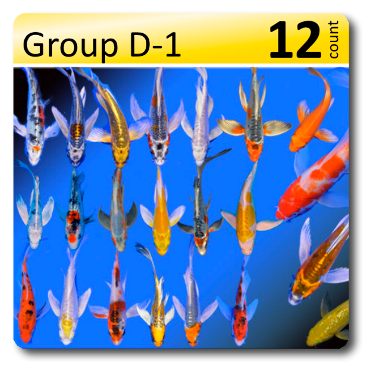 GROUP D-1 Select Butterfly Koi 4-6"