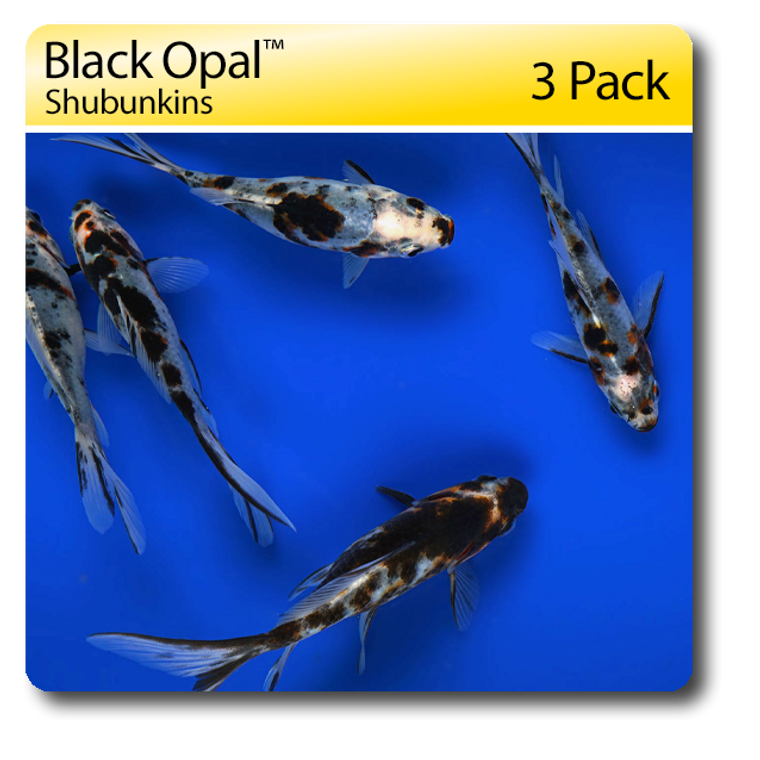 Black Opal Shubunkins 3 Pack