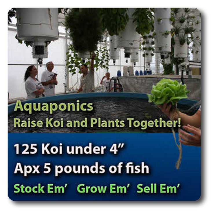 Aquaponics Fish Stocking Pack