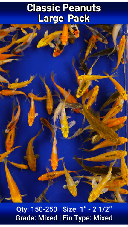 Large Pack of Peanuts FREE SHIPPING 150-250 fish