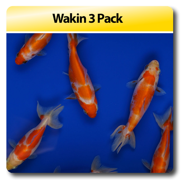 Wakin 3 Pack