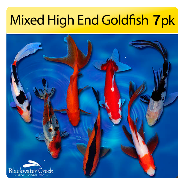 Mixed High End Goldfish 7 Pack