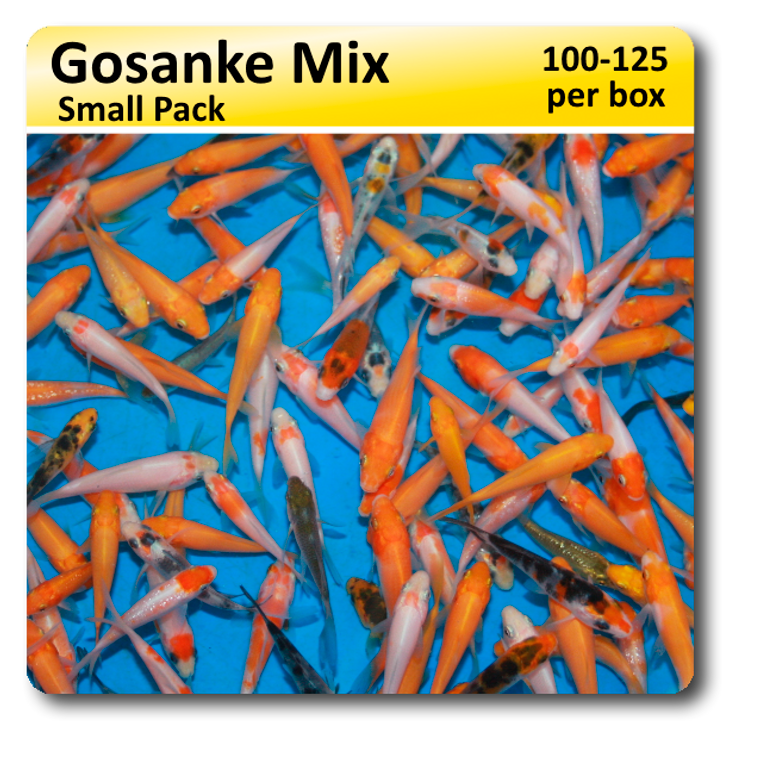 Small Pack Gosanke Peanuts FREE SHIPPING 100-125 fish