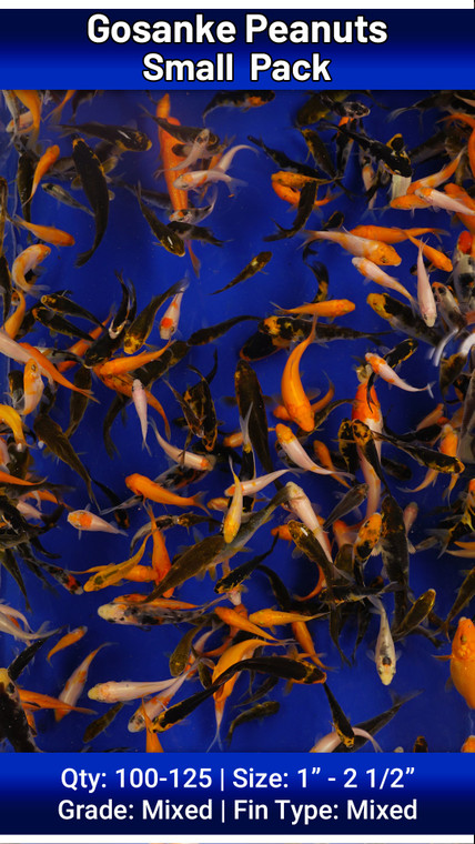 Small Pack Gosanke Peanuts FREE SHIPPING 100-125 fish